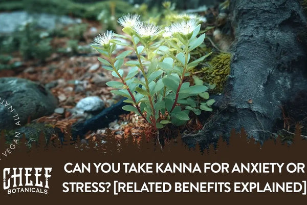 Can You Take Kanna for Anxiety or Stress? [Related Benefits Explained]