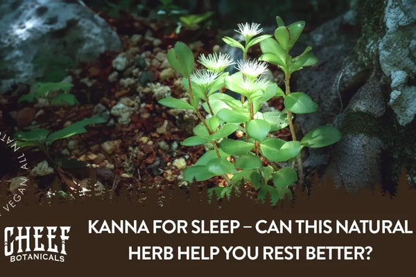 Kanna for Sleep – Can This Natural Herb Help You Rest Better?