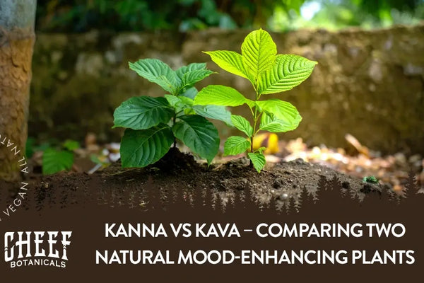 Kanna vs Kava – Comparing Two Mood-Enhancing Plants