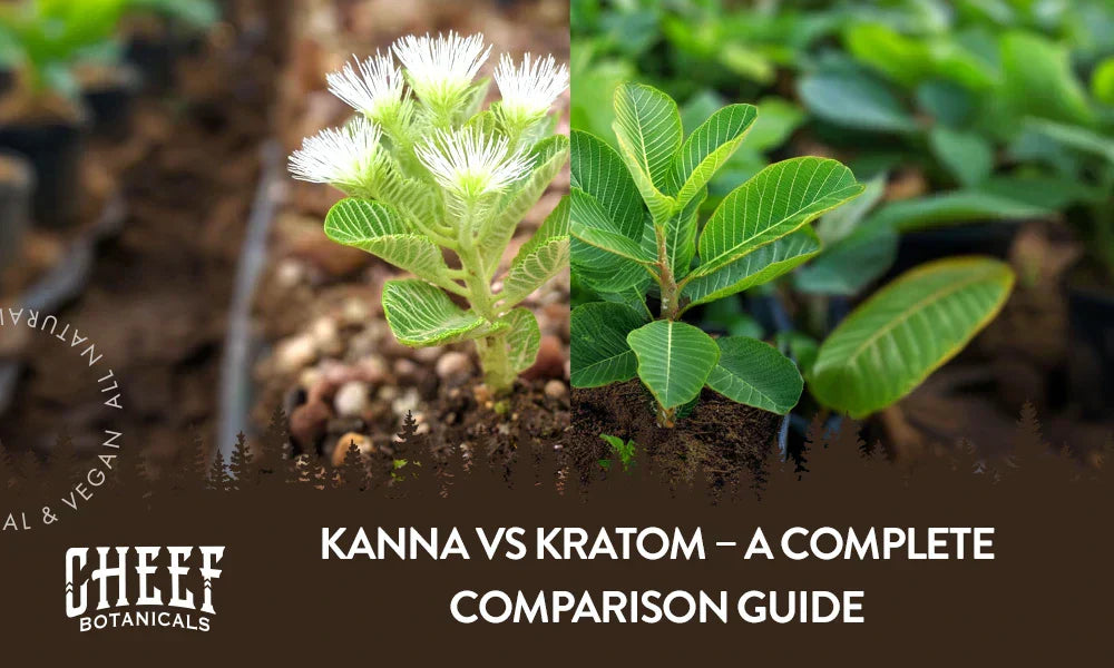 A kanna and kratom plant growing outside sitting next to each other with the title "kanna vs kratom".