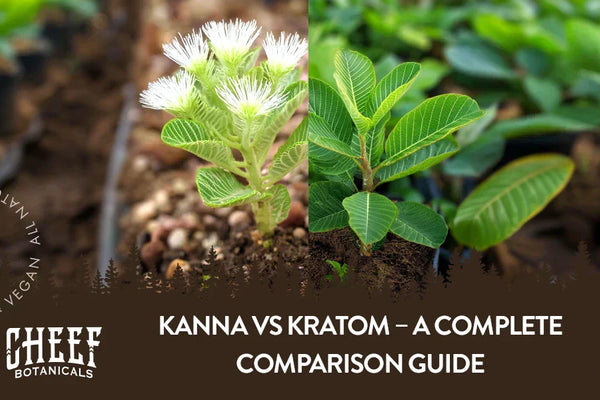 Kanna vs Kratom – A Complete Comparison Guide