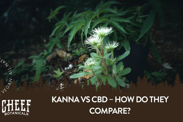 Kanna vs CBD – How Do They Compare?