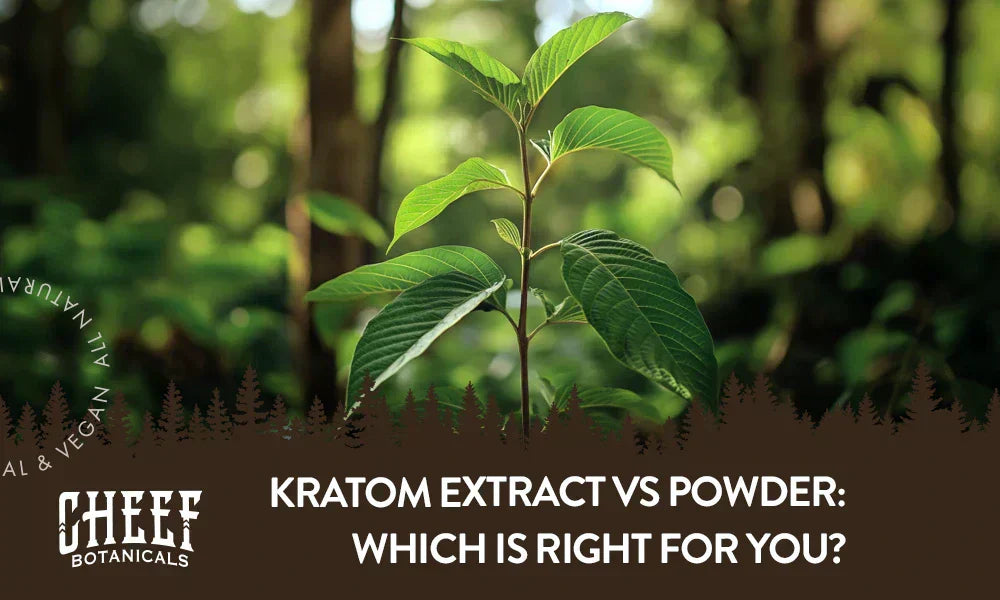 Kratom Extract vs Powder featured blog image by Cheef Botanicals. Shows a small Kratom plant growing in the wild.