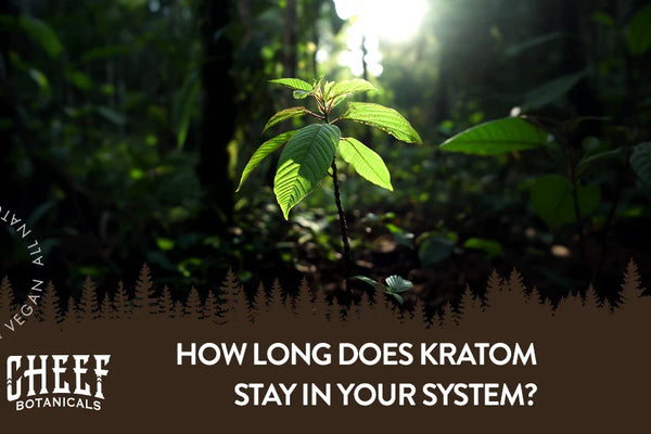 How Long Does Kratom Stay in Your System?