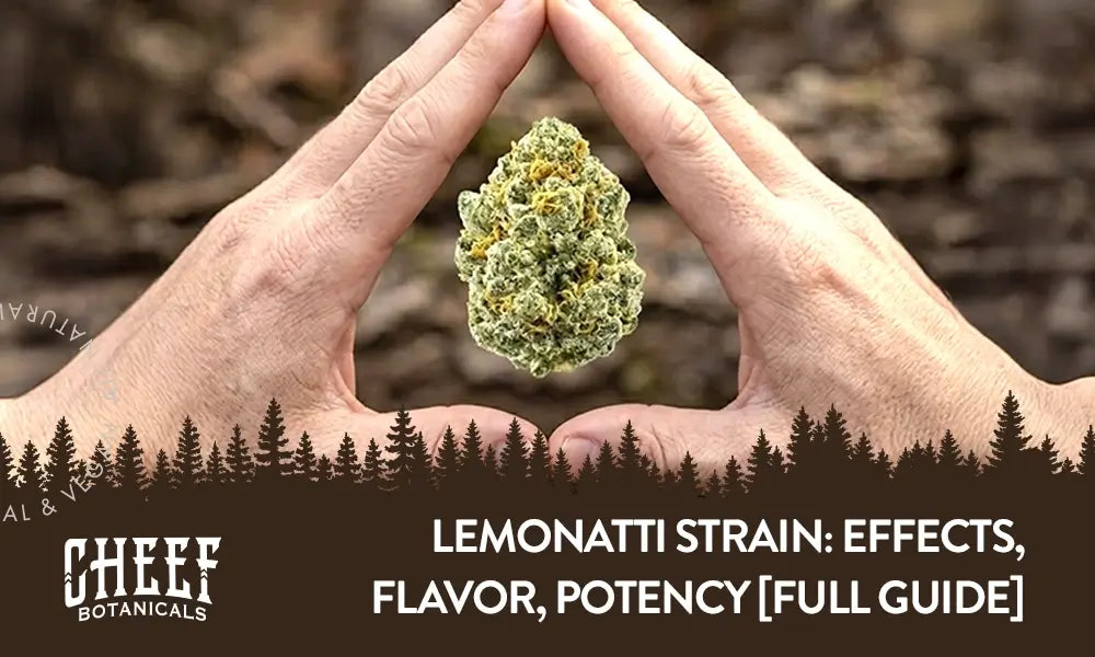 Lemonatti Strain featured blog image by Cheef Botanicals. Shows two hands making a triangle shape with a Lemonatti cannabis bud in the center of the traingle.