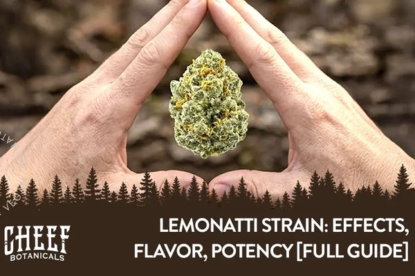 Lemonatti Strain: Effects, Flavor, Potency [Full Guide]