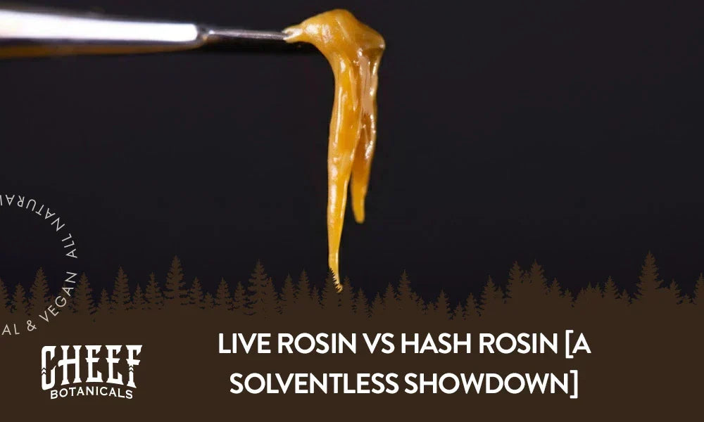 live rosin vs hash rosin (featured blog image by Cheef Botanicals) shows a glob of live rosin sitting on a dab tool