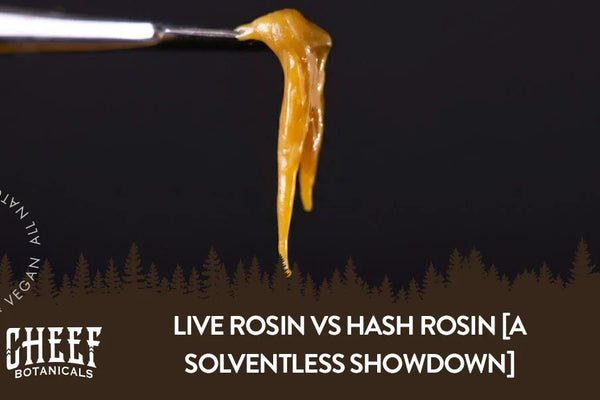 Live Rosin vs Hash Rosin [A Solventless Showdown]