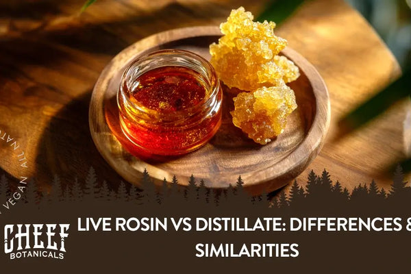 Live Rosin vs Distillate: Key Differences, Uses, Effects, & More