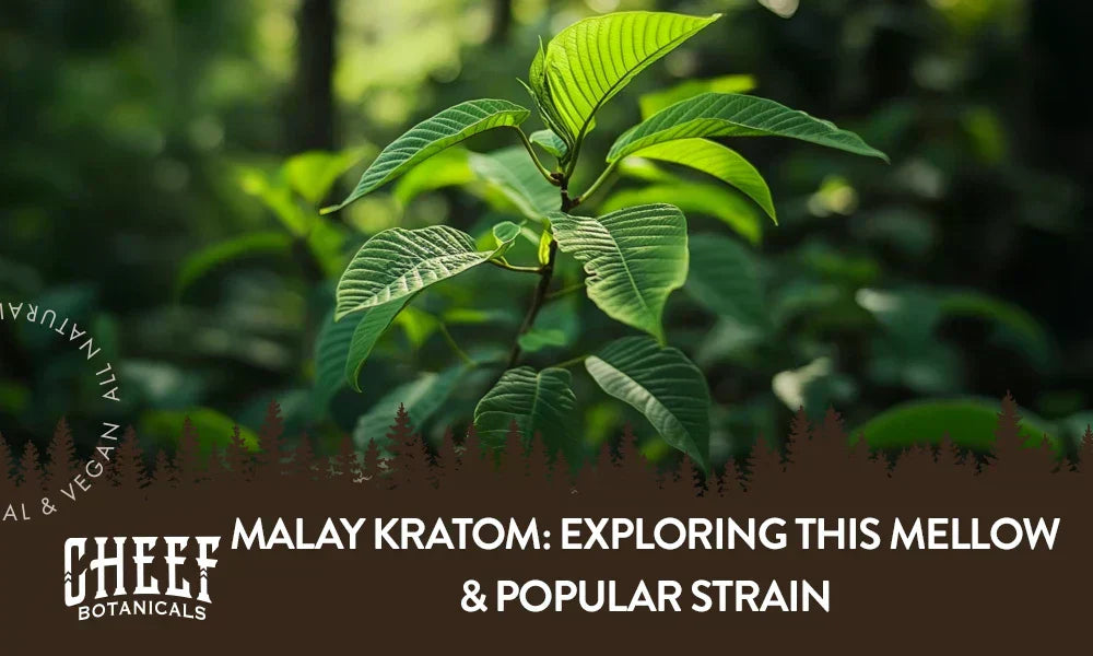 Maylay Kratom featured blog image by Cheef Botanicals. Shows a malay kratom plant growing naturally outside.