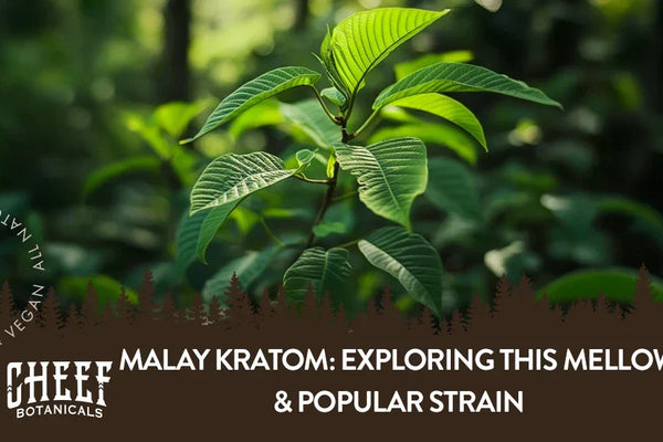 Malay Kratom: Exploring This Mellow & Popular Strain