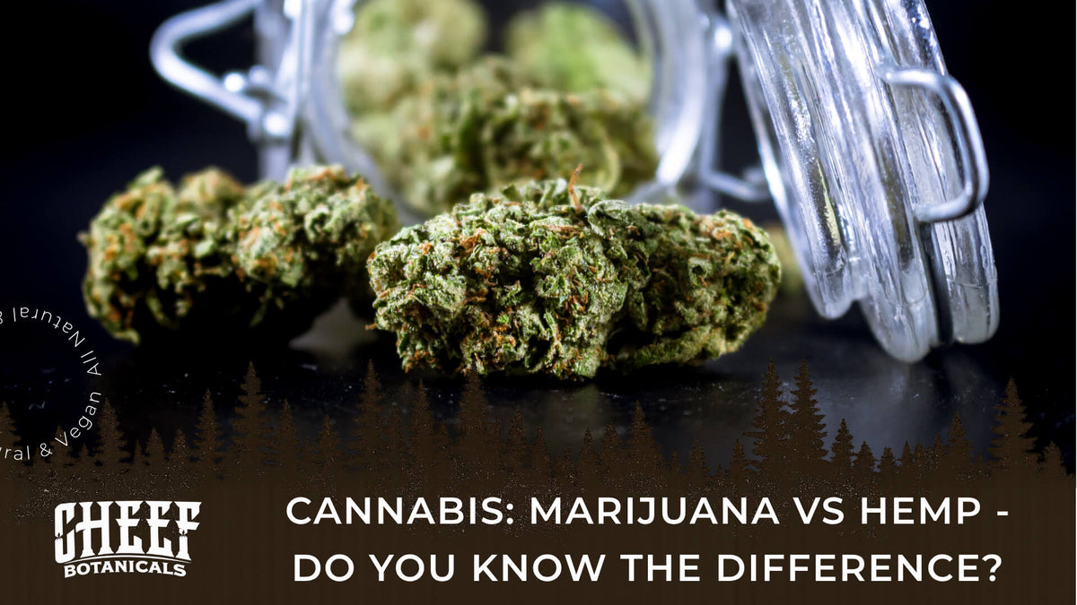 Marijuana vs Hemp (featured blog image by Cheef Botanicals) shows cannabis buds poured out of a glass jar