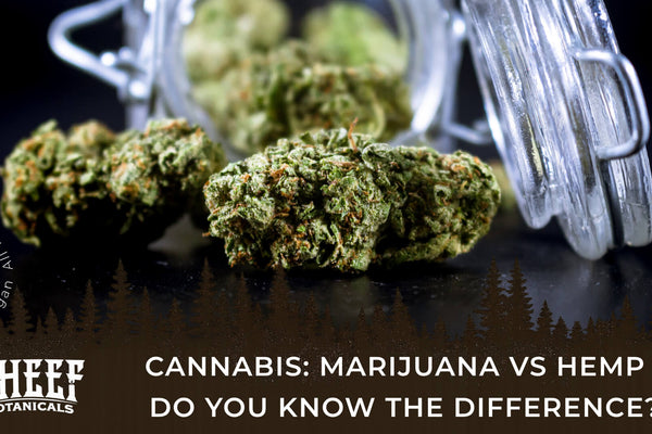 Cannabis: Marijuana vs Hemp - Do You Know the Difference?