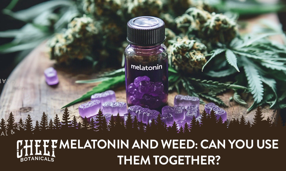 Melatonin and Weed (featured blog image by Cheef Botanicals) shows melatonin gummies and cannabis buds