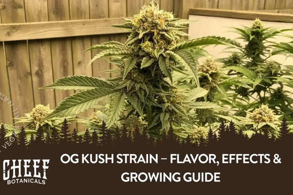 OG Kush Strain – Flavor, Effects & Growing Guide