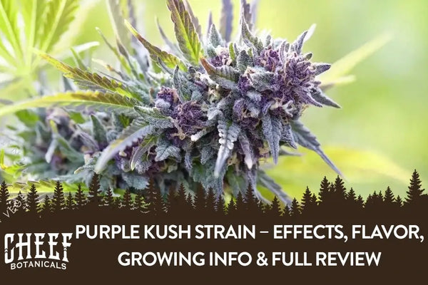 Purple Kush Strain – Effects, Flavor, Growing Info & Full Review
