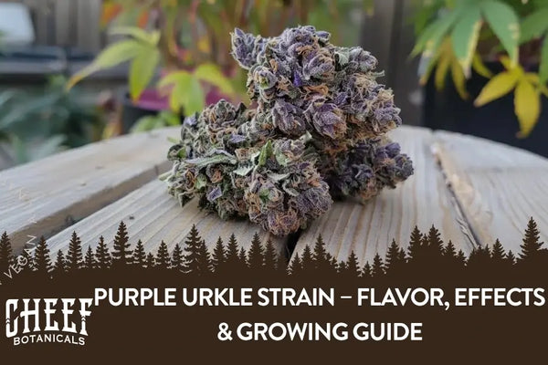 Purple Urkle Strain – Flavor, Effects & Growing Guide