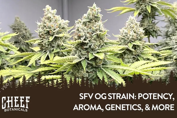 SFV OG Strain: Potency, Aroma, Genetics, & More