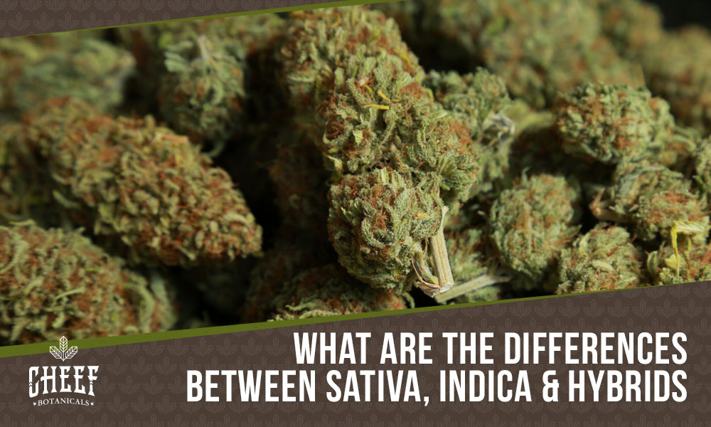 Sativa Vs Indica Vs Hybrid featured blog image by Cheef Botanicals. Shows an endless pile of cannabis buds.