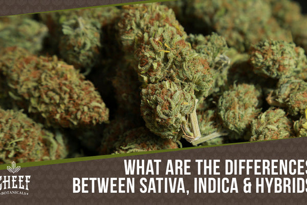 Sativa Vs Indica Vs Hybrid: The Ultimate CBD Strain Guide for Beginner's