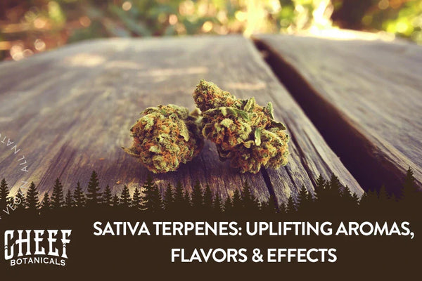 Sativa Terpenes: Uplifting Aromas, Flavors & Effects