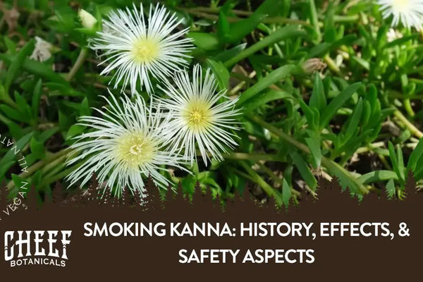 Smoking Kanna: History, Effects, & Safety Aspects
