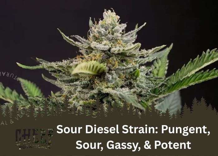 Sour Diesel strain featured blog image by Cheef Botanicals. Shows a mature Sour Diesel bud growing on the plant (with a black background)