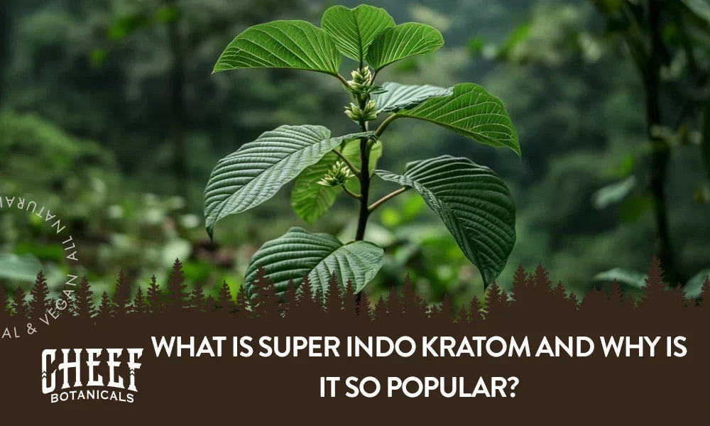 A Super Indo Kratom plant growing naturally outside.