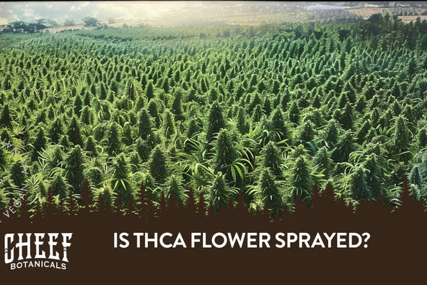 Is THCa Flower Sprayed or Is It Grown Naturally?