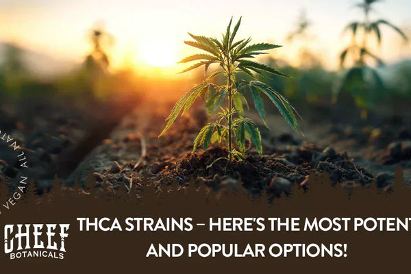 THCa Strains – Here's the Most Potent and Popular Options!