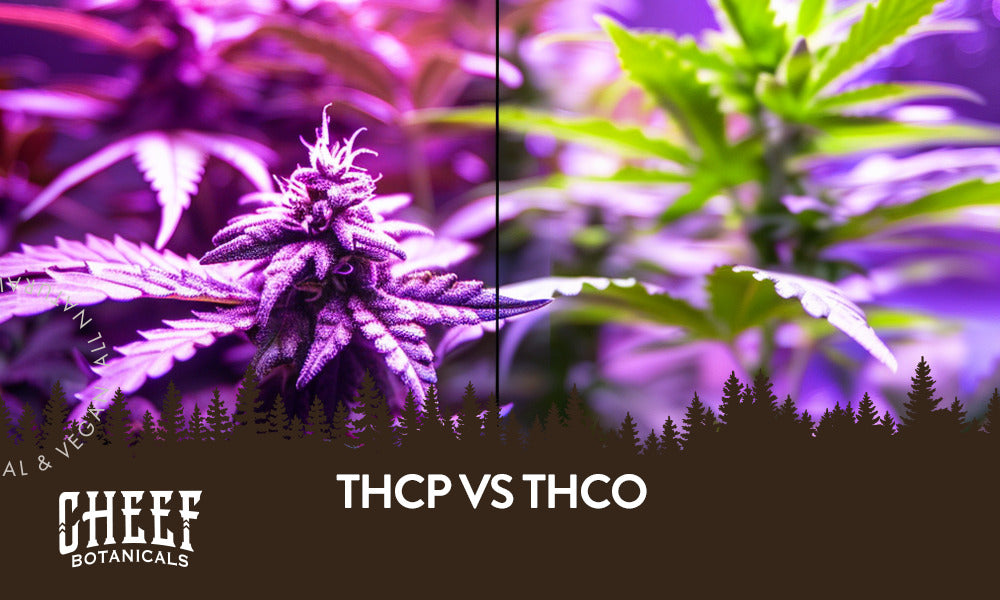 thcp vs thco (Featured blog image by Cheef Botanicals) showing a split image of purple cannabis flower and green cannabis leaves with the text “THCP vs THCO.” 