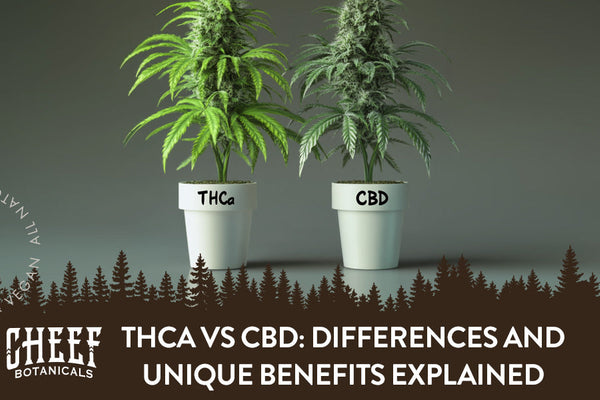 THCa vs CBD: Differences and Unique Benefits Explained
