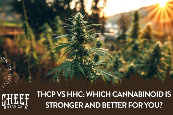 THCP vs HHC: Strengths, Legalities, Effects, & More