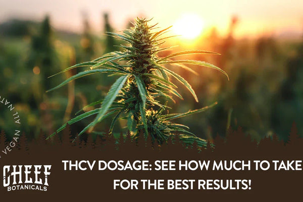 THCV Dosage: See How Much To Take for the Best Results!