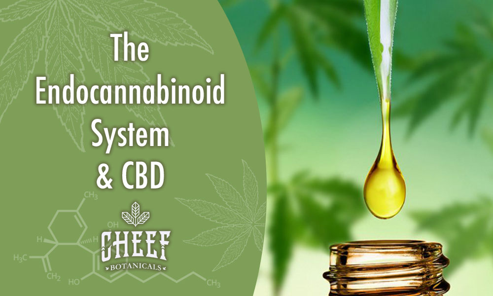 Featured blog image by Cheef Botanicals showing CBD oil dripping into a bottle with the text “The Endocannabinoid System & CBD,” highlighting the endocannabinoid system.