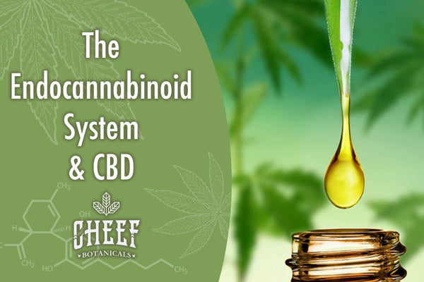The Endocannabinoid System &amp; CBD [How It Works]