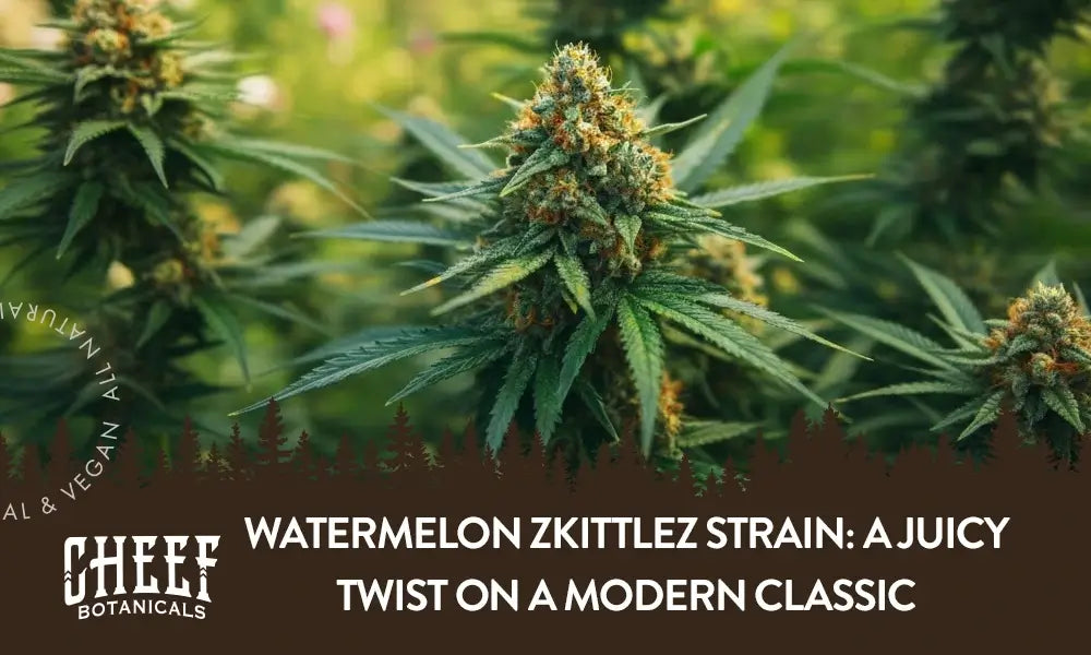 watermelon zkittlez strain (featured blog image by Cheef Botanicals) shows a field of cannabis plants