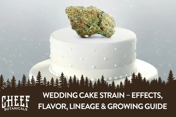 Wedding Cake Strain – Effects, Flavor, Lineage & Growing Guide