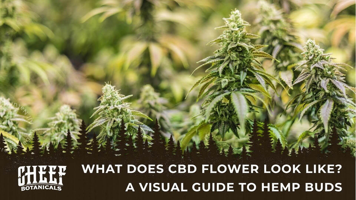 What Does CBD Flower Look Like (featured blog image by Cheef Botanicals) shows a field of mature CBD flower