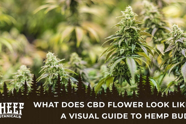 What Does CBD Flower Look Like? A Visual Guide to Hemp Buds