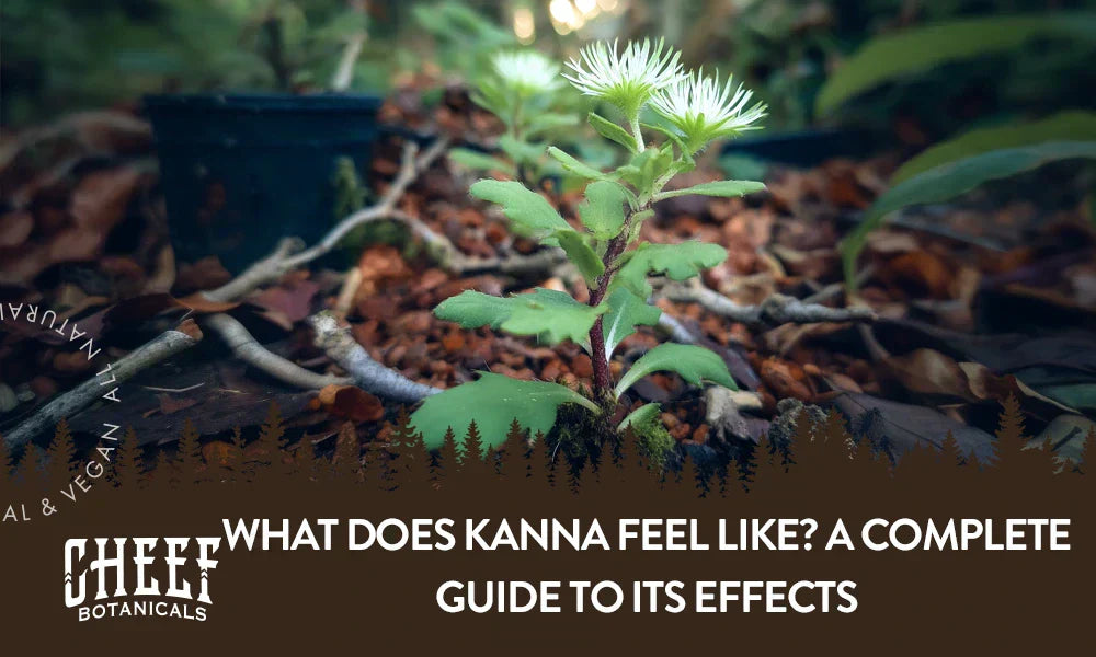 A kanna plant growing outside with the title "What does kanna feel like".