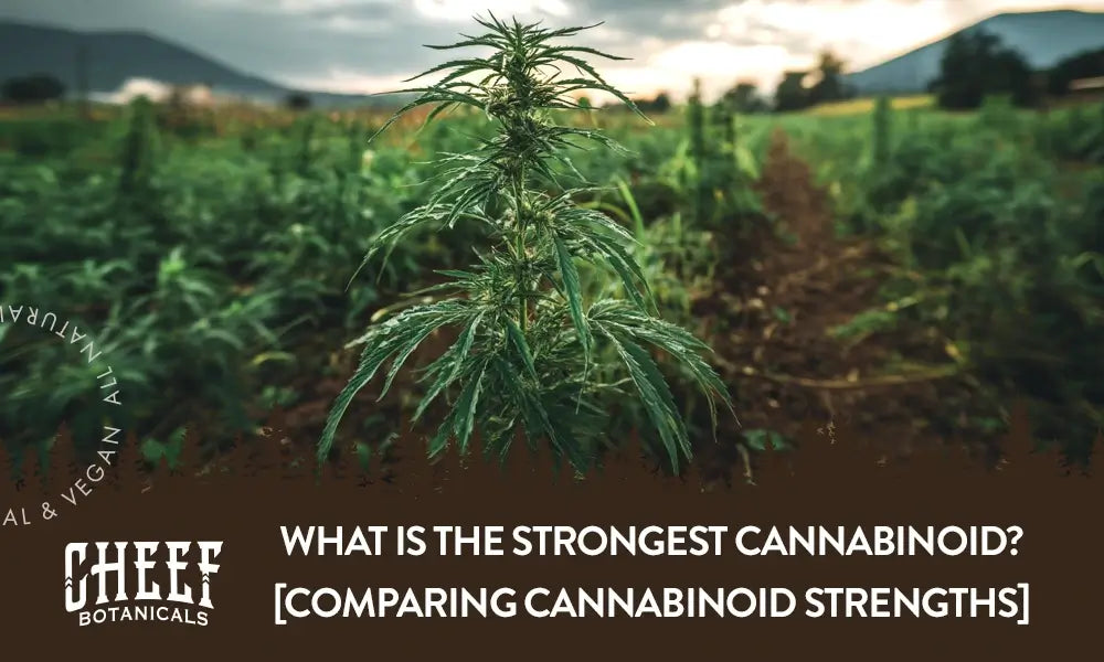 A cannabis plant growing outside with the title "What is the strongest cannabinoid".