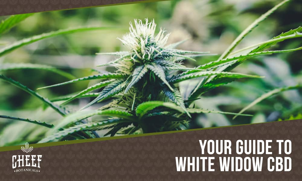 White Widow CBD