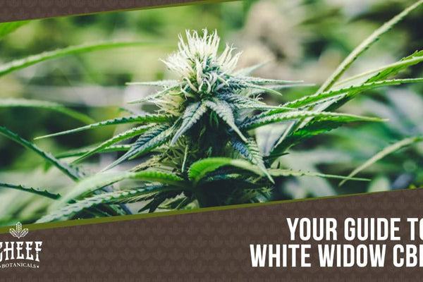 White Widow CBD Hemp Flower: The Ultimate Guide!