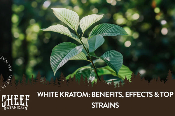 White Kratom: Benefits, Effects & Top Strains