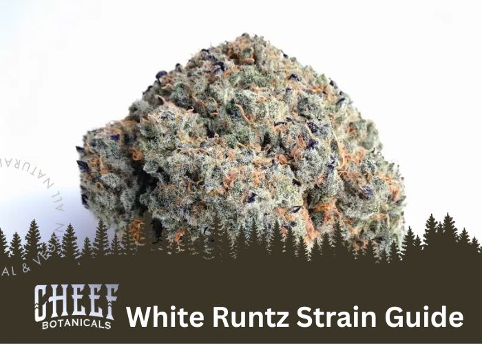White Runtz Strain featured blg image by Cheef Botanicals. Shows a dense White Runtz bud close up