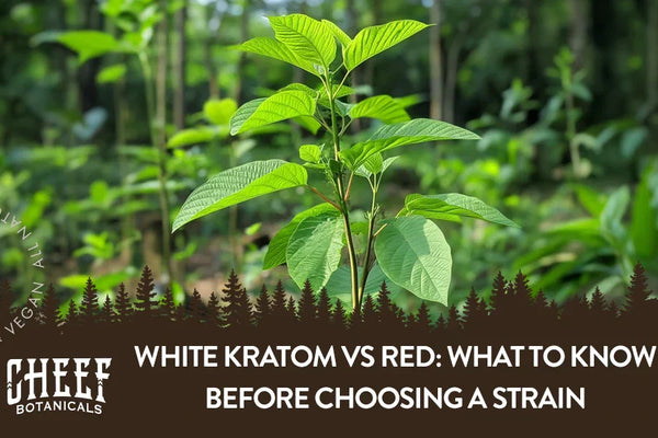 White Kratom vs Red: What to Know Before Choosing