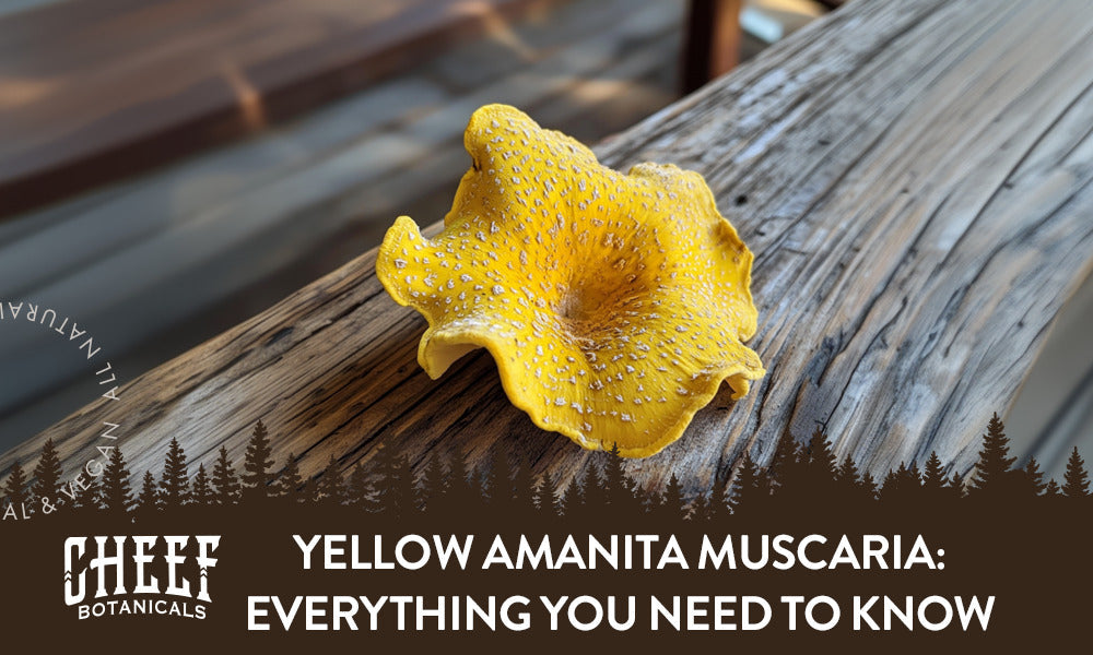 Yellow Amanita Muscaria: Everything You Need to Know