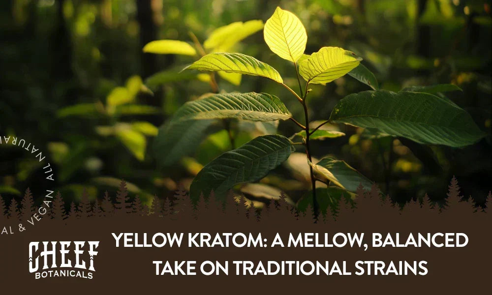 cheef Botanicals featured blog image: A yellow kratom plant growing naturally outside.