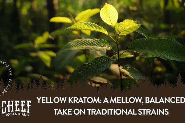 Yellow Kratom: A Mellow, Balanced Take on Traditional Strains